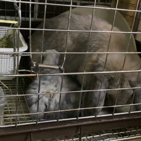 ベビー色々の画像