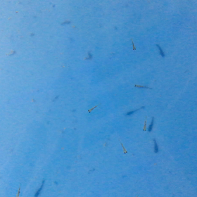 日本オランダ孵化17日目の画像