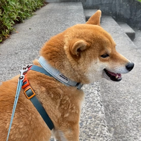 朝の散歩の画像