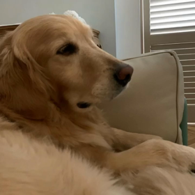 Shima散歩Tokyo愛おしき世界のワンちゃんセレクションver.1の画像