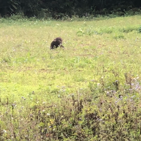 イノシシさん『戦闘モードで接近』の画像