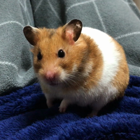 休日も終わりますねの画像