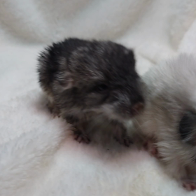 チンチラの双子ちゃん誕生！！！の画像