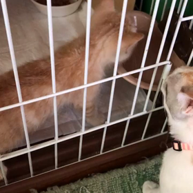 子猫ちゃん命名の画像