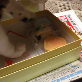 ネコ、和菓子が気になる。の画像