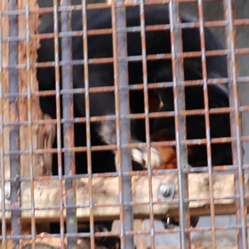 マレーグマの画像