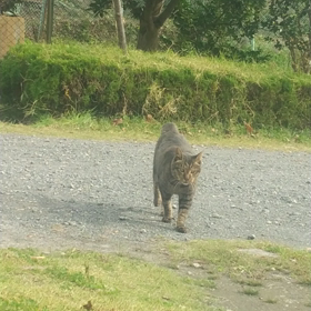 コロナ劇的減少！なぜ？の画像