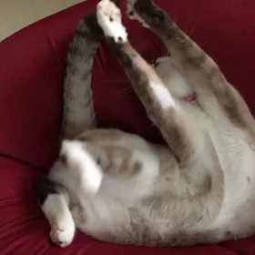 キャッチボールは1人では出来ないとかナントカの画像