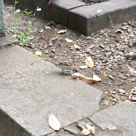 がんばれ雀ちゃん！（動画）の画像