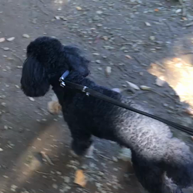 ♪お散歩動画♪代々木公園♪の画像