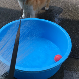 2019水浴び祭りの画像
