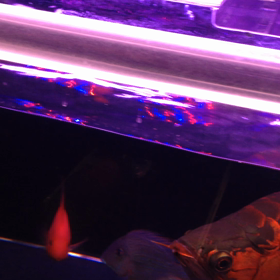 超神龍のエサやり動画！の画像