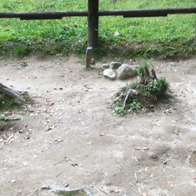 龍神の大楠の画像