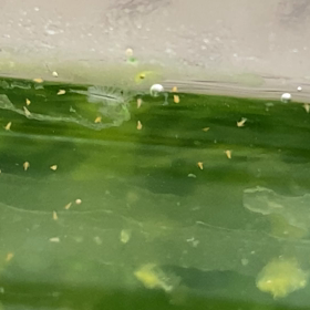 タマゴ投入の画像