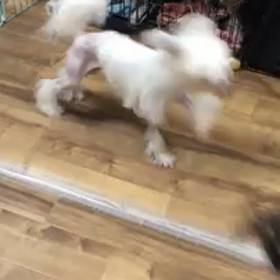 デシャの思い出の画像