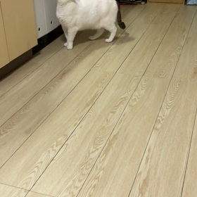 トイレのお知らせで鳴く  らったんの画像