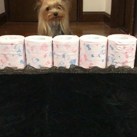 トイレットペーパーチャレンジの画像