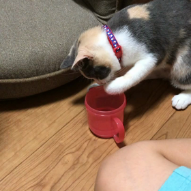 このあと、やらかします(-_-の画像