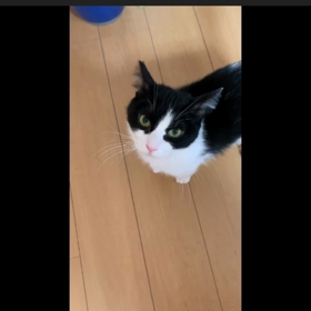 可愛い鳴き声集(動画)の画像