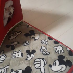 着る毛布の画像