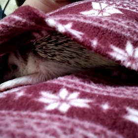 ♯こすず  おねんね♯の画像