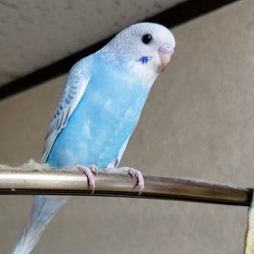 希光（のえる）の画像