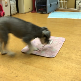 ビビ編。の画像