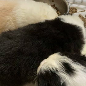 お問い合わせの子犬の画像