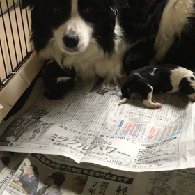 販売中 ボーダコリー  子犬の画像