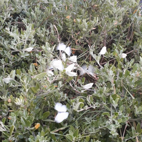 紋白蝶が大量発生の画像