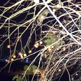 すぎぴたんの事件簿シーズン3　96話（おっと！あぶない！）の画像