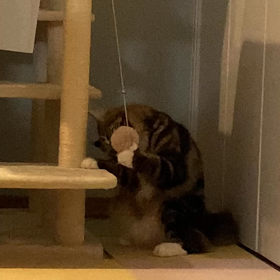 セルフ猫じゃらし移動の画像