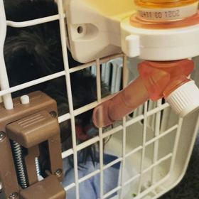 昨日も卑弥呼と一緒にの画像