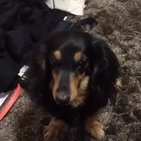 うちのぱんくちゃんの画像