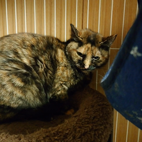 月ちゃん 人馴れできるのか？の画像