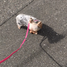 クリとルイでお散歩(動画)の画像