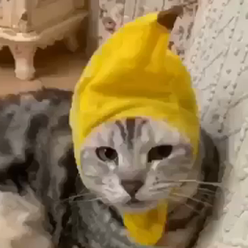 続きですの画像