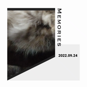 遊ぶにゃの画像