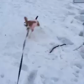 雪景色♪の画像