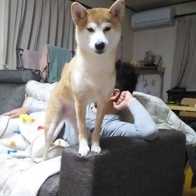 甘える茶ったんの画像