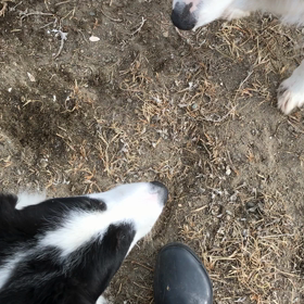 販売中 ボーダーコリーの画像