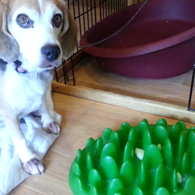 梨を食べるびーちゃんの画像