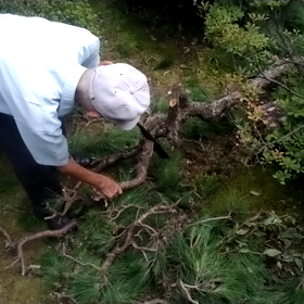 95父ちゃんノコを振るい松の木伐採の図の画像