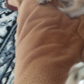 梅とハム②の画像