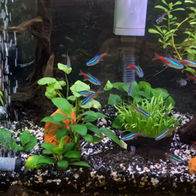 ジャングル化する水槽の画像
