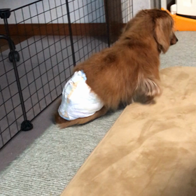 回復してるかなぁ…の画像