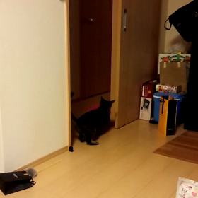 よし子と抱き枕(っ'-')╮の画像