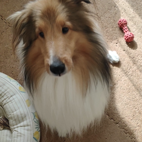 りんご大好き！の画像