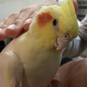 ぴーちゃんの画像