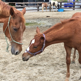 リンちゃんは、家族⁈の画像